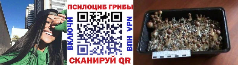 наркотики  Шахунья  ОМГ ОМГ зеркало  Галлюциногенные грибы Cubensis 